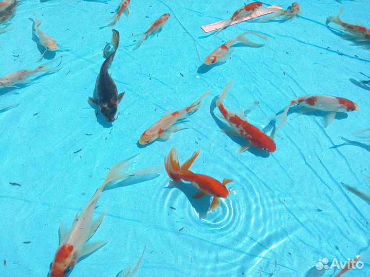 Золотые рыбки кометы вуалевы