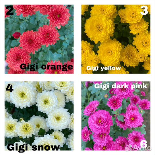 Хризантема мультифлора