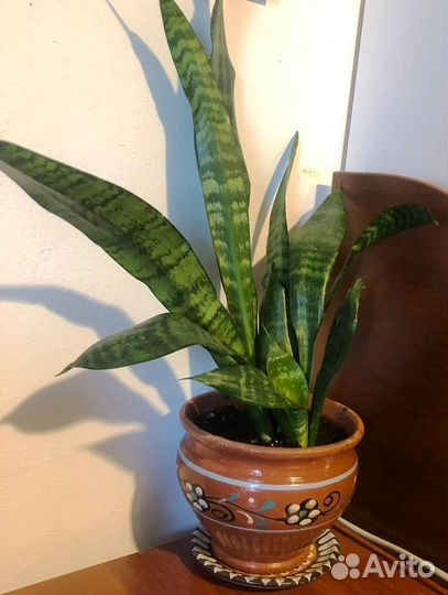 Сансевиерия Щучий хвост и ханни в керамическ горшк