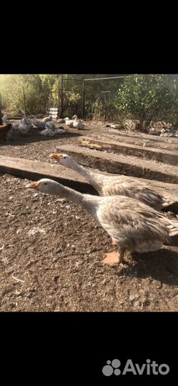 Гуси породы Линда