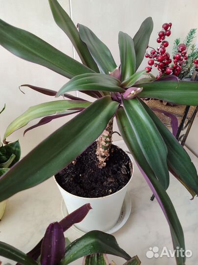 Традесканция рео