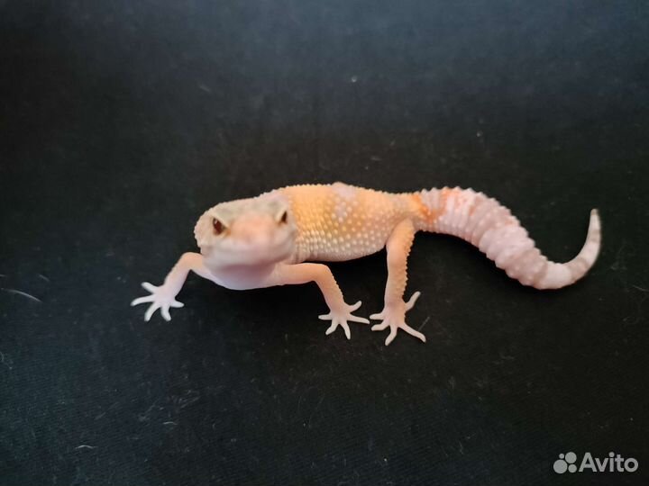 Геккон эублефар