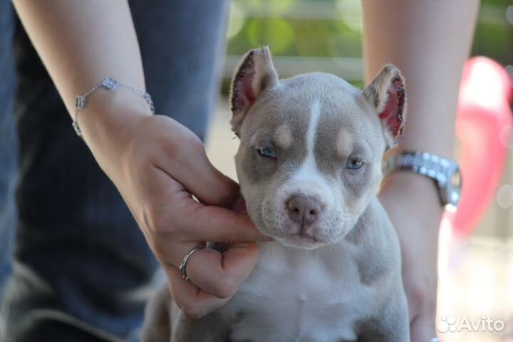 Американский булли