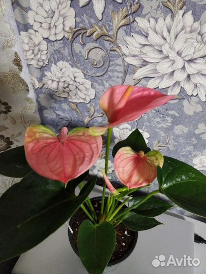 Антуриум Пандола