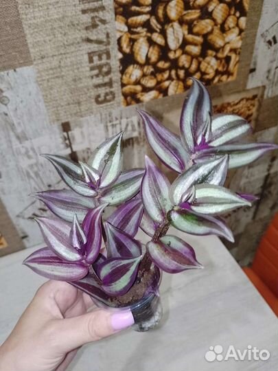 Традесканция