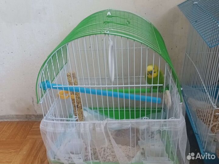 Волнистый попугай с клеткой