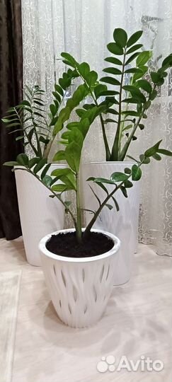 Замиокулькас