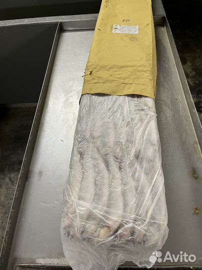 Корюшка 25+ очень крупная