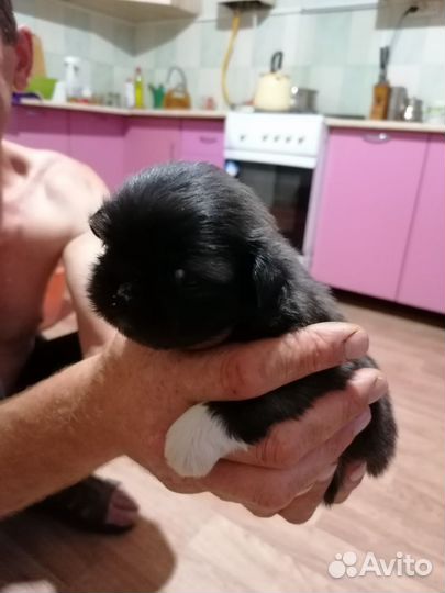 Щенки пекинеса