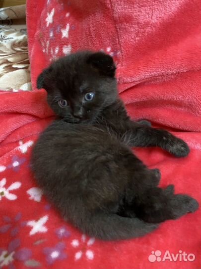 Шотландские котята