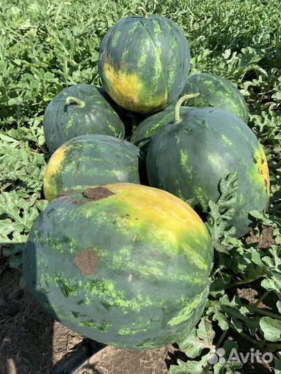 Арбуз Оптом