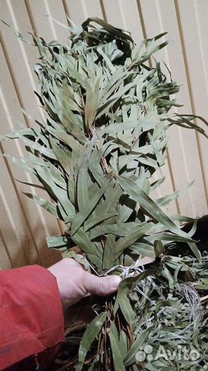 Веники