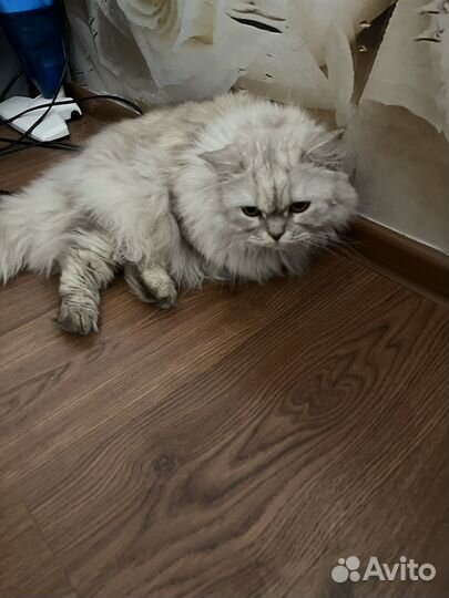 Персидская кошечка