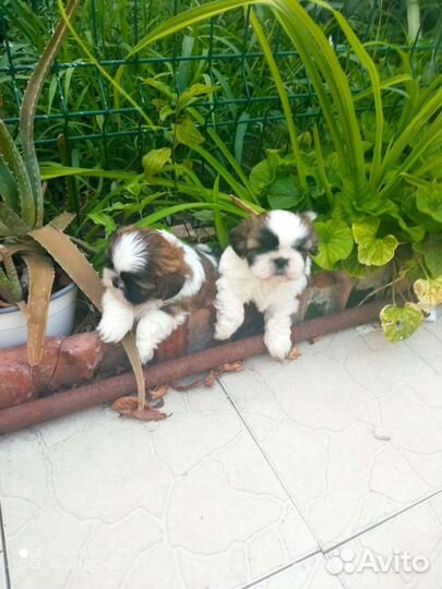 Щенки ши-тцу