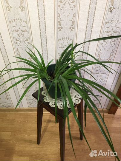 Бильбергия