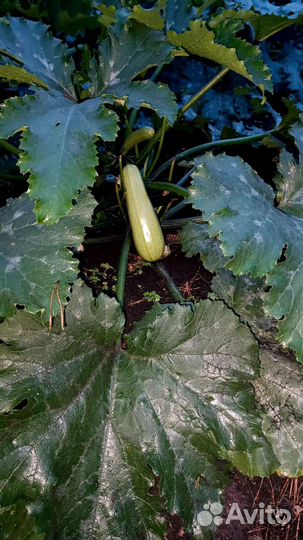 Кабачки домашние с собственного огорода