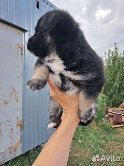 Щенок- Мальчик 1 месяц