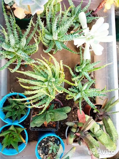 Суккуленты микс