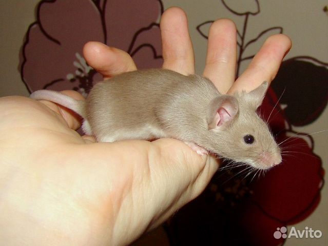 Мышь сатиновая