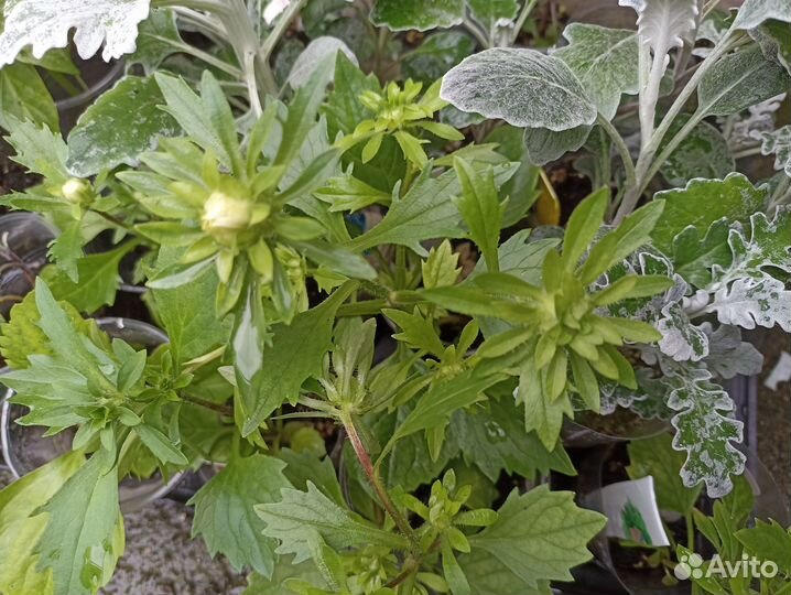 Садовые цветы: астра, цинерария