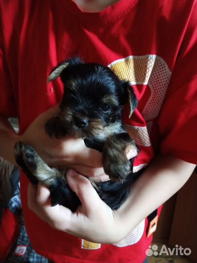 Йоркширский терьер