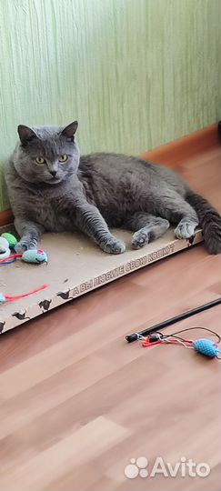 Британский кот
