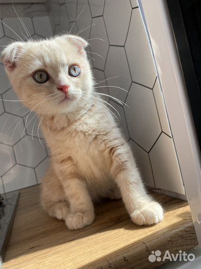 Персиковый шотландец