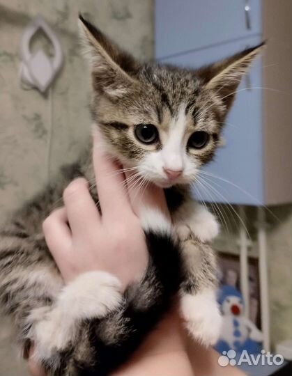 Котёнок-мальчик в добрые руки