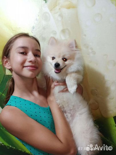 Померанский шпиц вязка