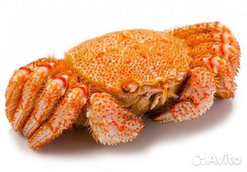 Камчатский краб, конечности, стригун, раки