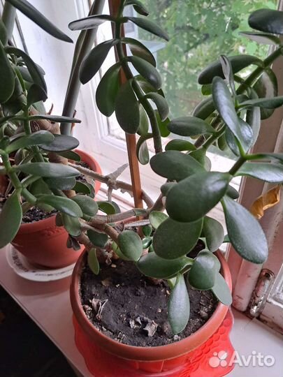 Крассула толстянка денежное дерево