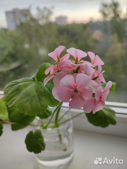 Пеларгония герань