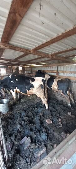 Быки,Коровы,Свиньи,Бараны Заготовитель