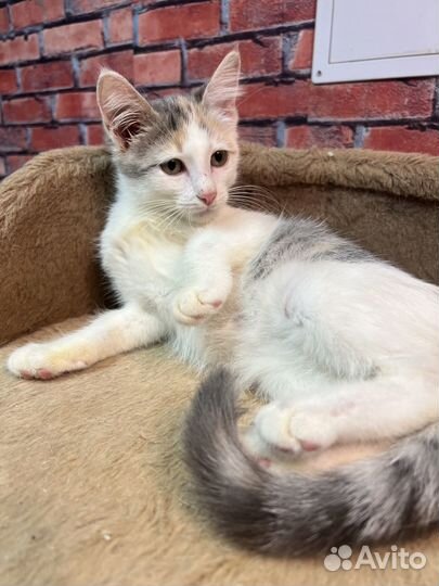 Трехцветная красавица Соня 3 мес