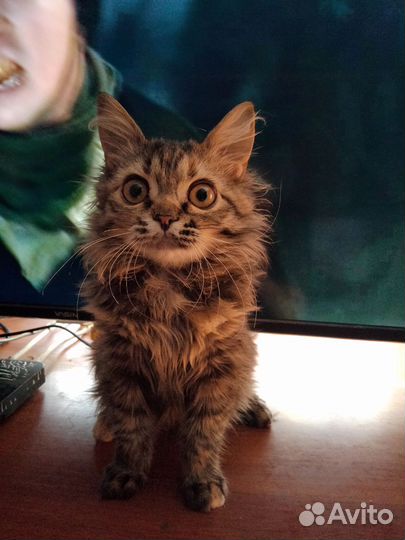Потерялась кошка