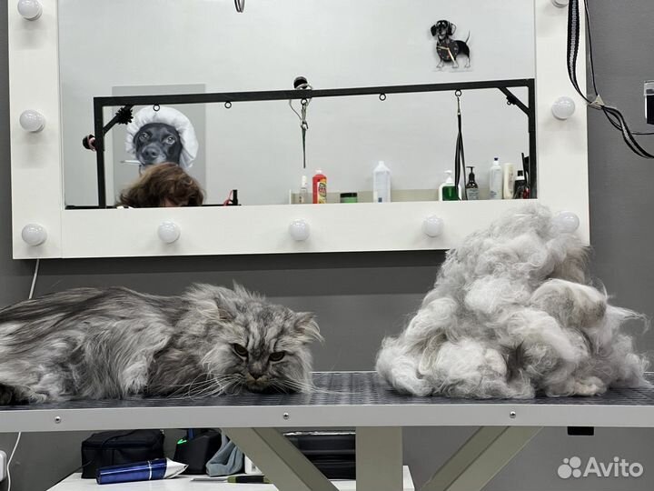 Груминг кошек стрижка кошек