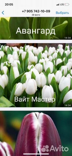 Луковицы тюльпаны