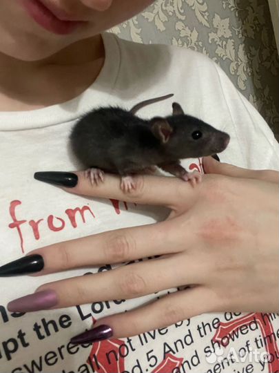 Продам крыс