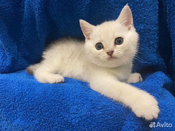 Британская серебристая шиншилла