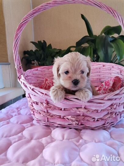 Мальтипу f1 девочка