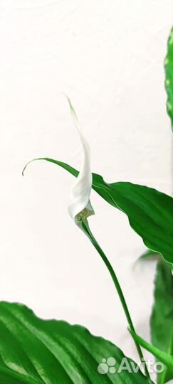 Спатифиллум