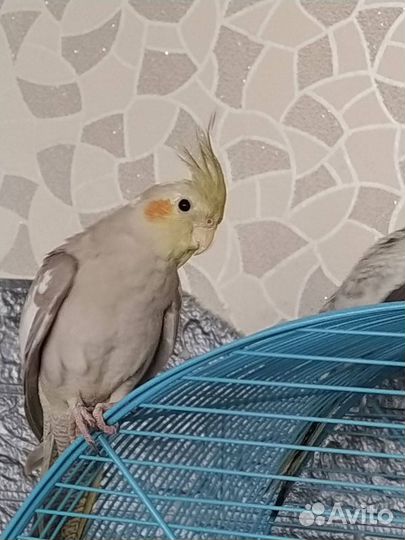 Попугай Корелла птенецы