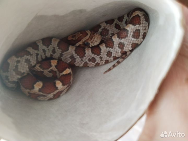 Маисовый полоз