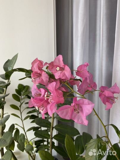 Бугенвиллии разные сорта