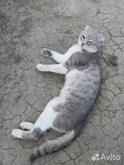 Кот бесплатно