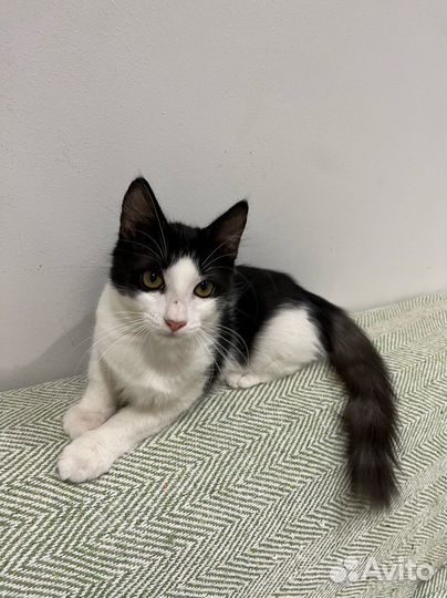 Котята в добрые руки бесплатно