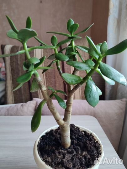 Замиокулькас, денежное, монетное дерево, и другие