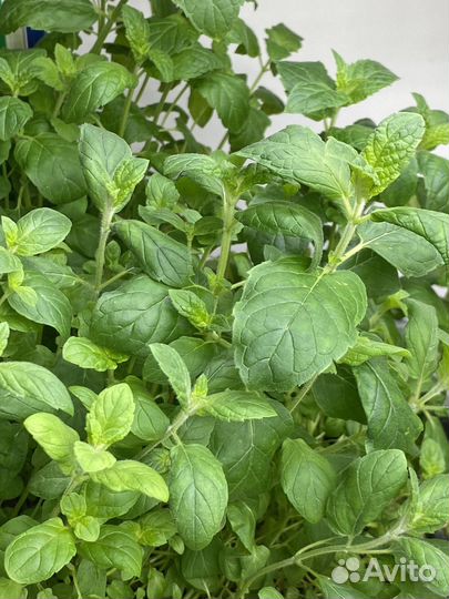 Микрозелень, мята, базилик