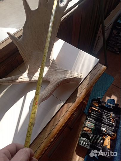 Продам рога лося