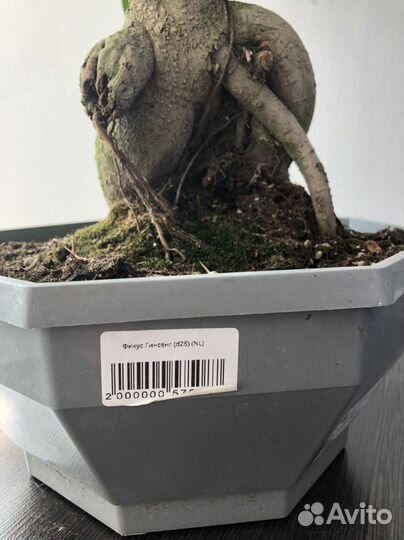 Бонсай фикус гинсенг